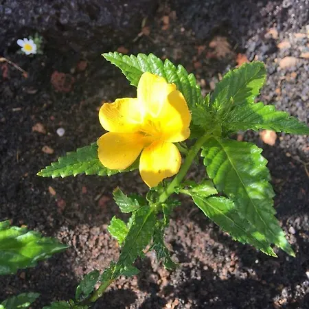 Casa Candela Hébergement de vacances Tinajo